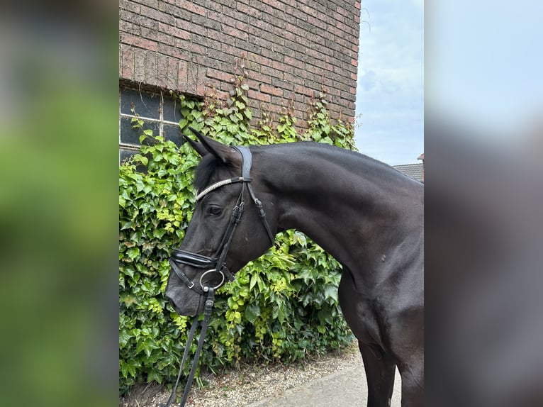 Westfale Wallach 5 Jahre 172 cm Rappe in Rees