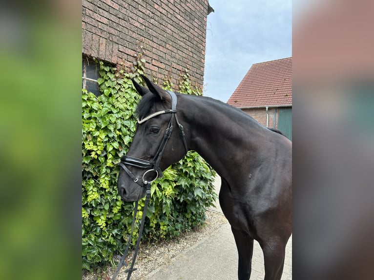 Westfale Wallach 5 Jahre 172 cm Rappe in Rees