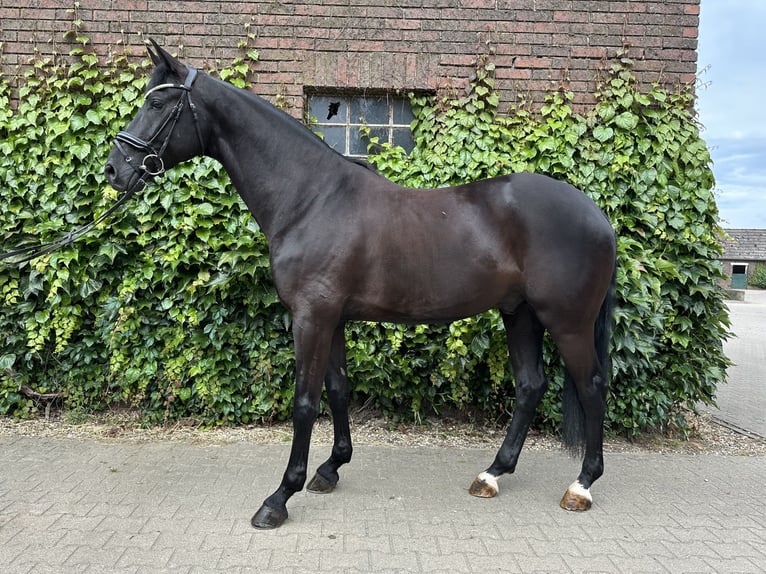 Westfale Wallach 5 Jahre 172 cm Rappe in Rees