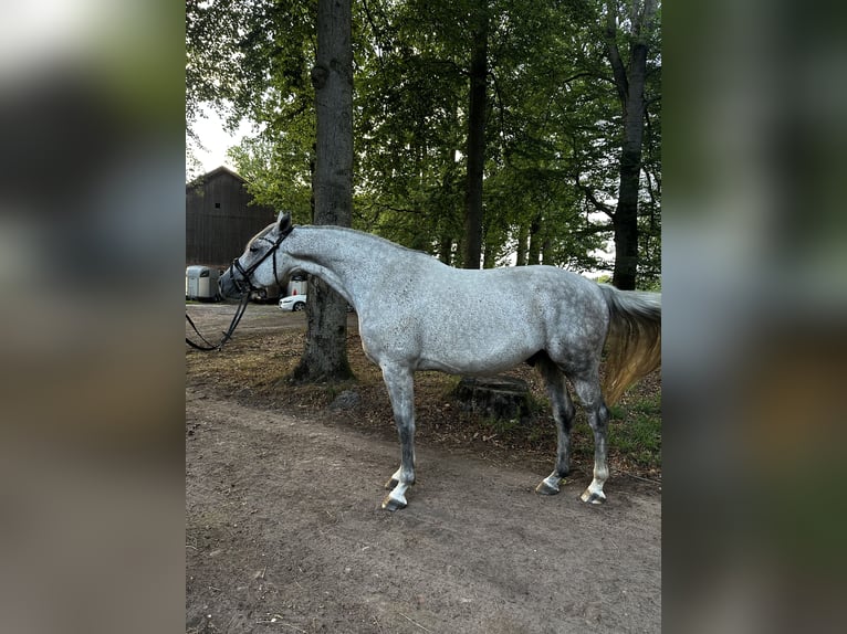 Westfale Wallach 5 Jahre 172 cm Schimmel in Bomlitz