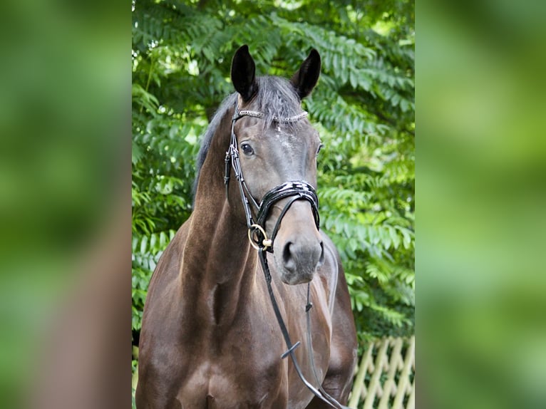 Westfale Wallach 5 Jahre 172 cm Schwarzbrauner in Gifhorn