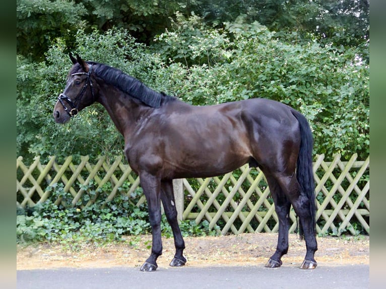 Westfale Wallach 5 Jahre 172 cm Schwarzbrauner in Gifhorn