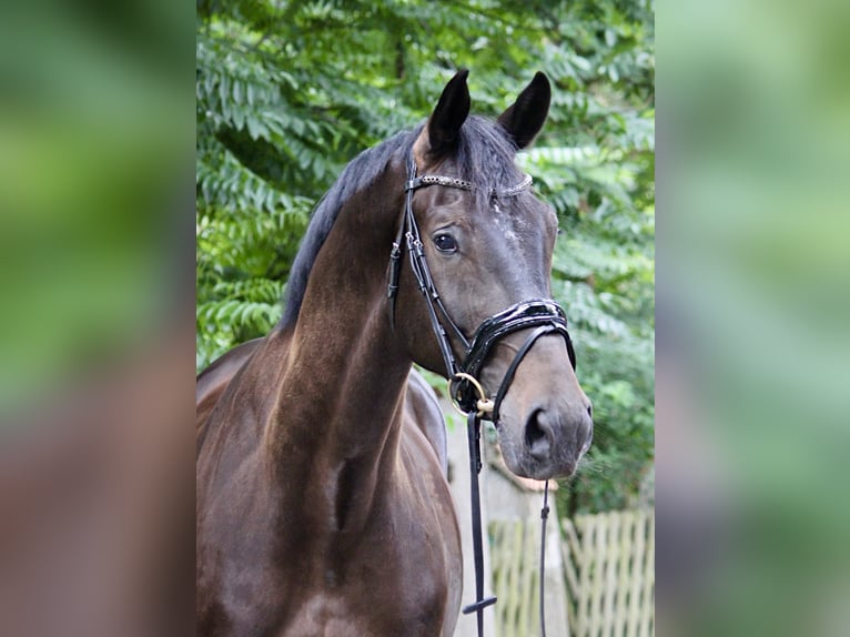 Westfale Wallach 5 Jahre 172 cm Schwarzbrauner in Gifhorn