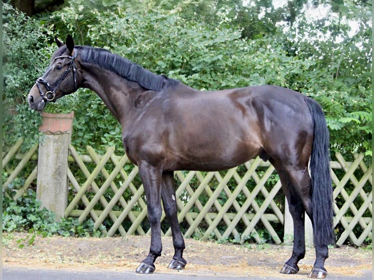 Westfale Wallach 5 Jahre 172 cm Schwarzbrauner in Gifhorn