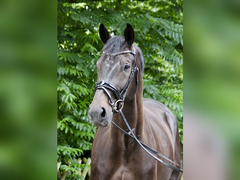 Westfale Wallach 5 Jahre 172 cm Schwarzbrauner in Gifhorn