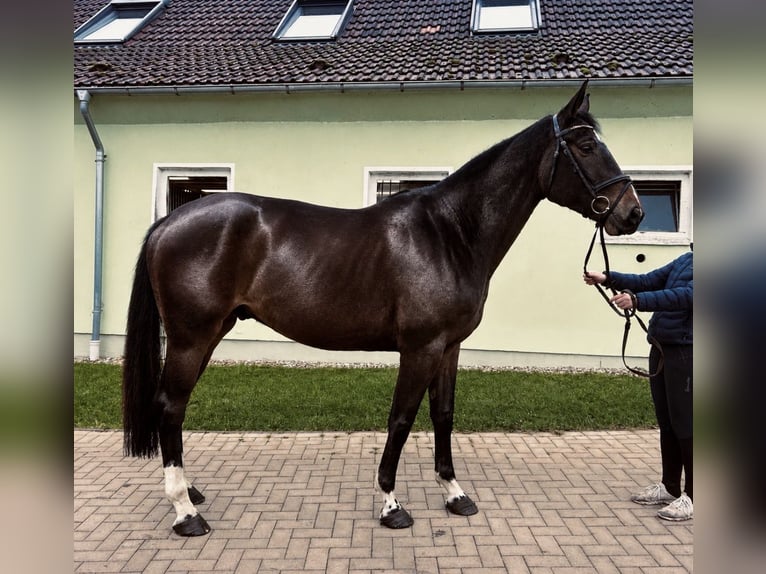 Westfale Wallach 5 Jahre 172 cm Schwarzbrauner in Gadebusch