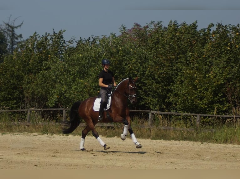 Westfale Wallach 5 Jahre 173 cm Brauner in Iserlohn