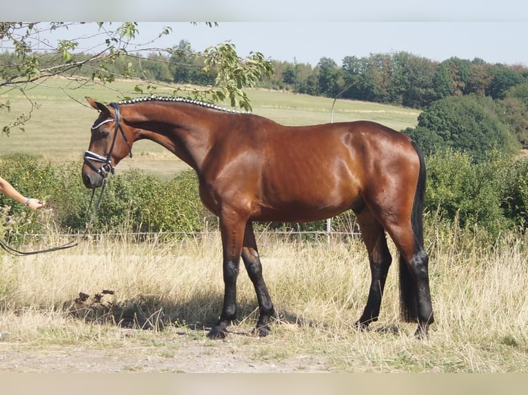 Westfale Wallach 5 Jahre 173 cm Brauner in Iserlohn