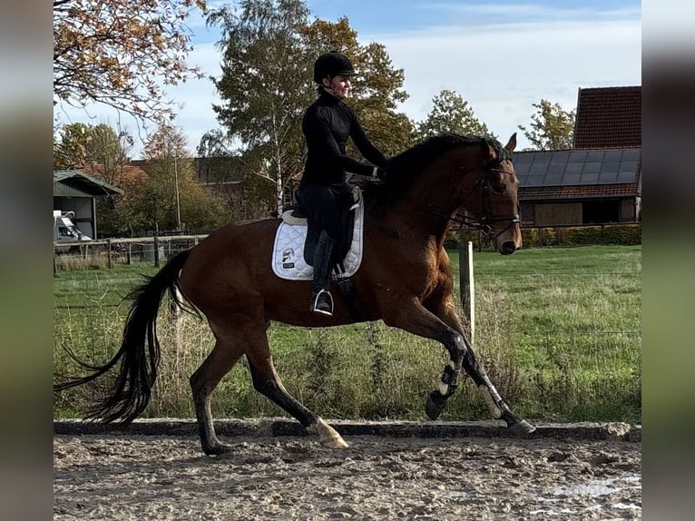 Westfale Wallach 5 Jahre 173 cm Brauner in Warendorf