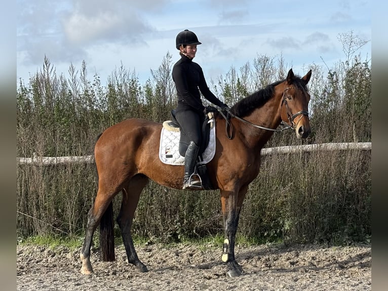 Westfale Wallach 5 Jahre 173 cm Brauner in Warendorf