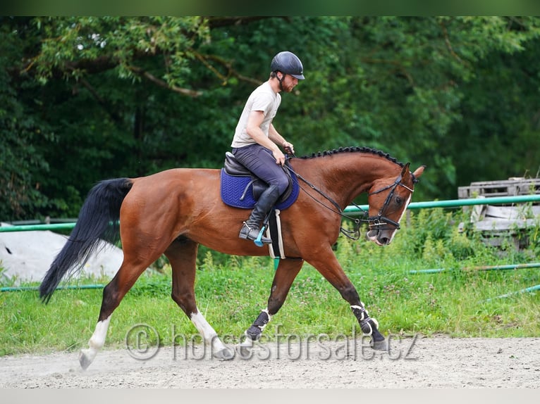 Westfale Wallach 5 Jahre 173 cm Brauner in Ceske Budejovice