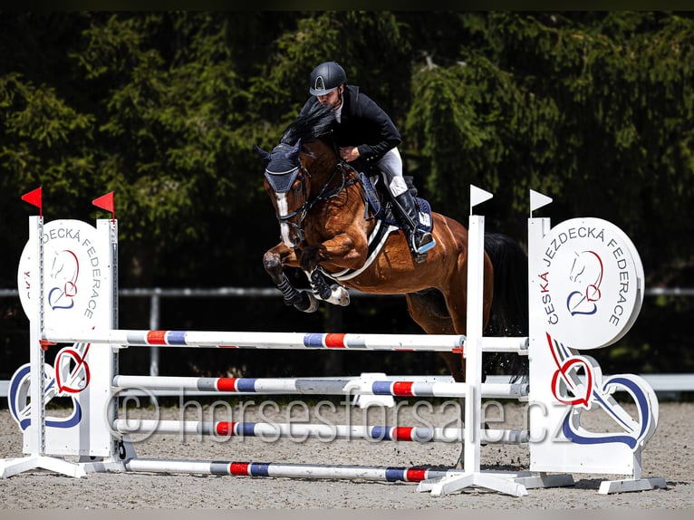 Westfale Wallach 5 Jahre 173 cm Brauner in Ceske Budejovice