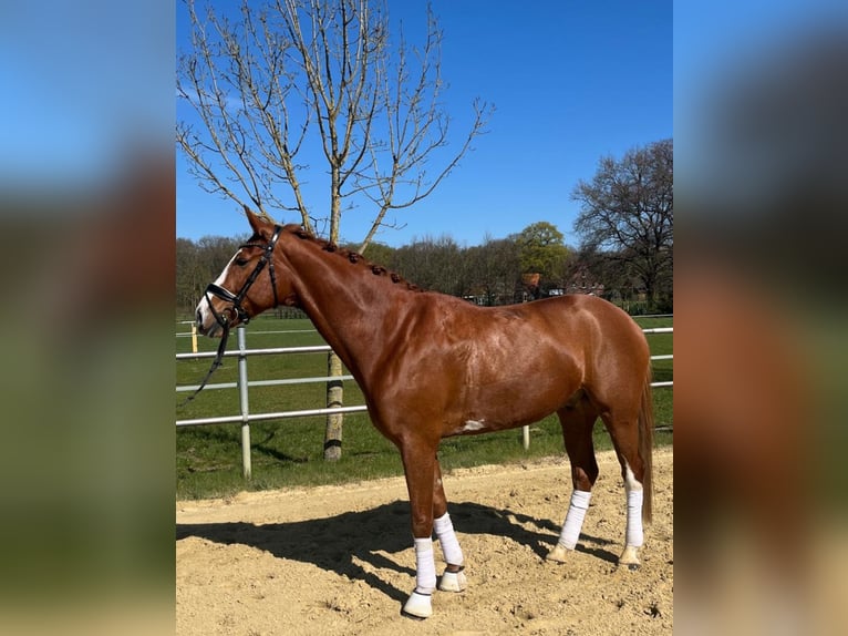Westfale Wallach 5 Jahre 173 cm Fuchs in Senden