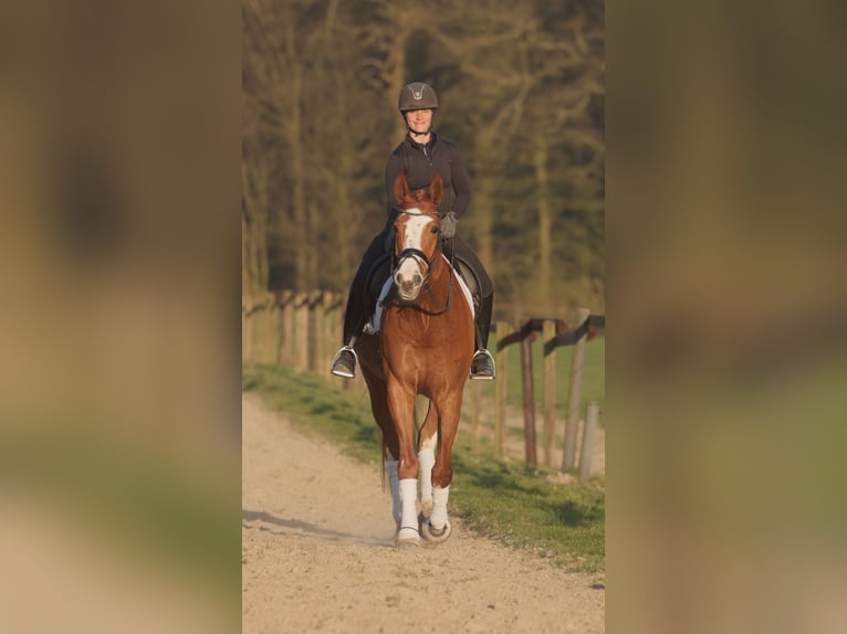 Westfale Wallach 5 Jahre 173 cm Fuchs in Senden