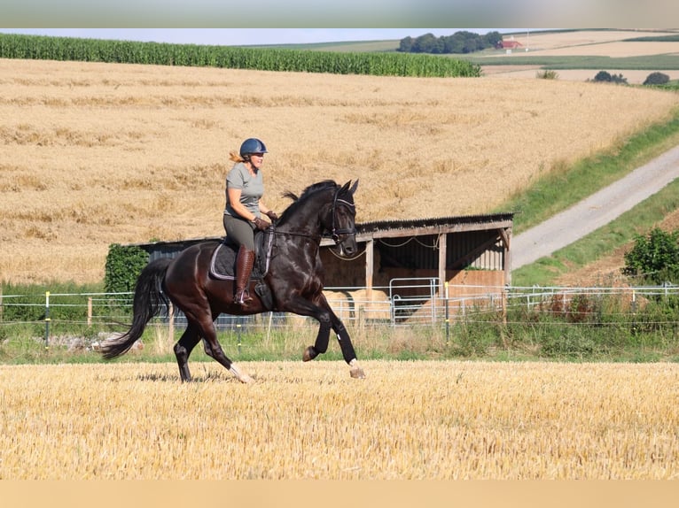 Westfale Wallach 5 Jahre 173 cm Rappe in Hofgeismar