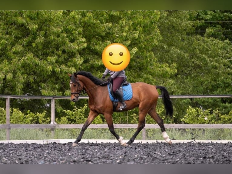 Westfale Wallach 5 Jahre 174 cm  in Kirchberg