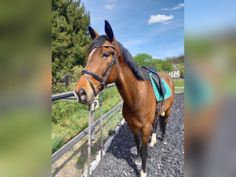 Westfale Wallach 5 Jahre 174 cm  in Kirchberg