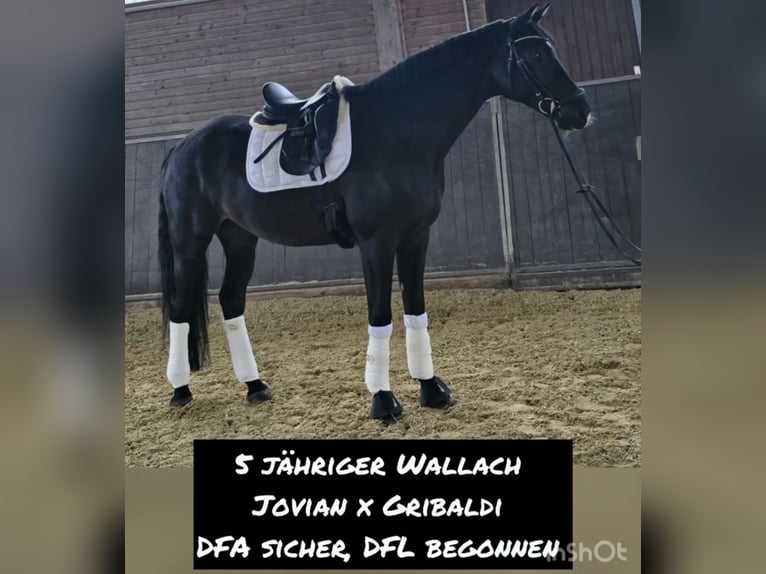 Westfale Wallach 5 Jahre 174 cm Dunkelbrauner in Sprockh&#xF6;vel
