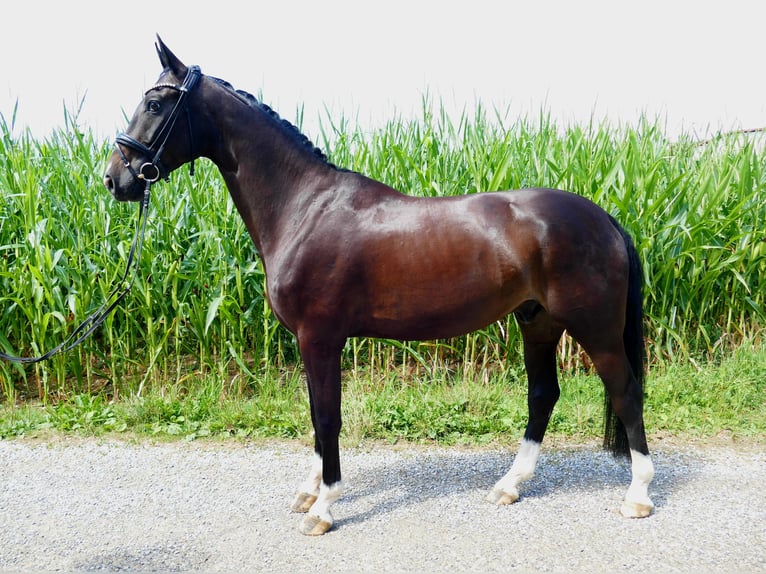 Westfale Wallach 5 Jahre 174 cm Dunkelbrauner in Horgau