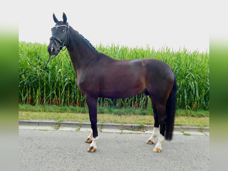 Westfale Wallach 5 Jahre 174 cm Dunkelbrauner in Horgau