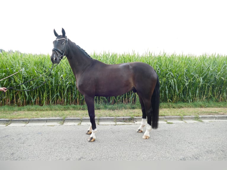 Westfale Wallach 5 Jahre 174 cm Dunkelbrauner in Neusäß