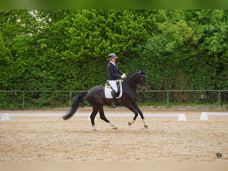 Westfale Wallach 5 Jahre 174 cm Dunkelbrauner in Neusäß