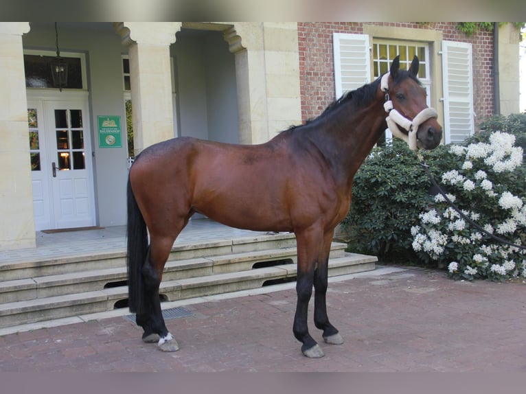 Westfale Wallach 5 Jahre 174 cm Dunkelbrauner in Havixbeck