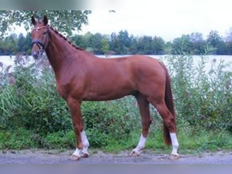 Westfale Wallach 5 Jahre 174 cm Fuchs in Grafenrheinfeld