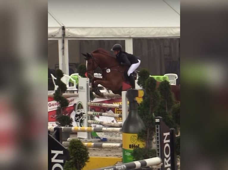 Westfale Wallach 5 Jahre 174 cm Fuchs in Hüllhorst