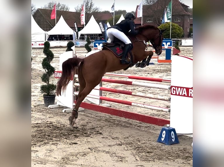 Westfale Wallach 5 Jahre 174 cm Fuchs in Hüllhorst