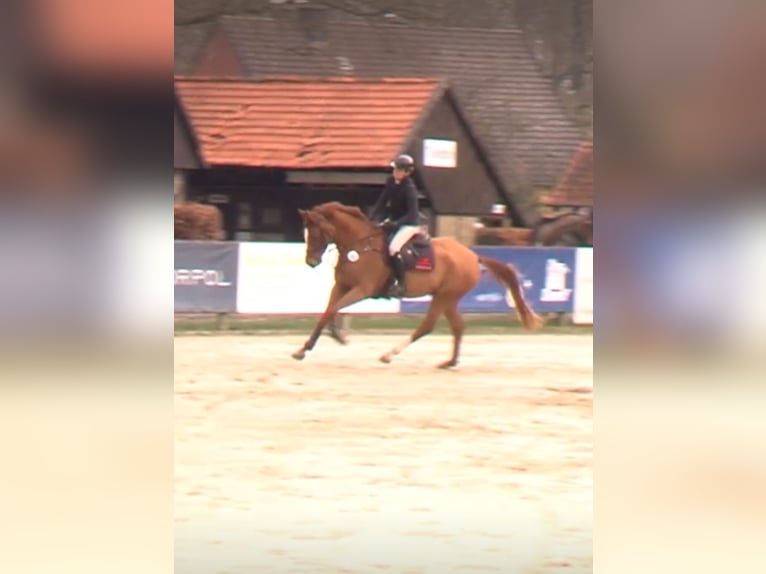 Westfale Wallach 5 Jahre 174 cm Fuchs in Nordkirchen