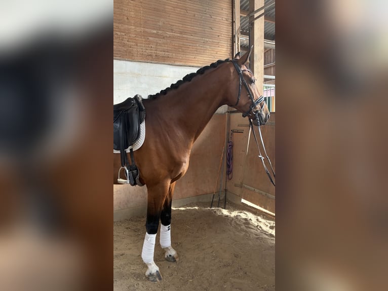 Westfale Wallach 5 Jahre 174 cm Hellbrauner in Neu-Anspach