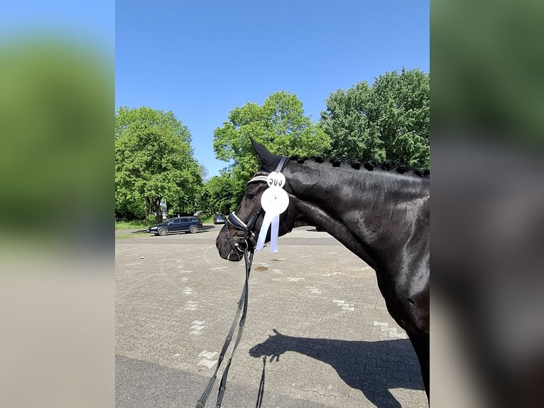 Westfale Wallach 5 Jahre 174 cm Rappe in Neuss