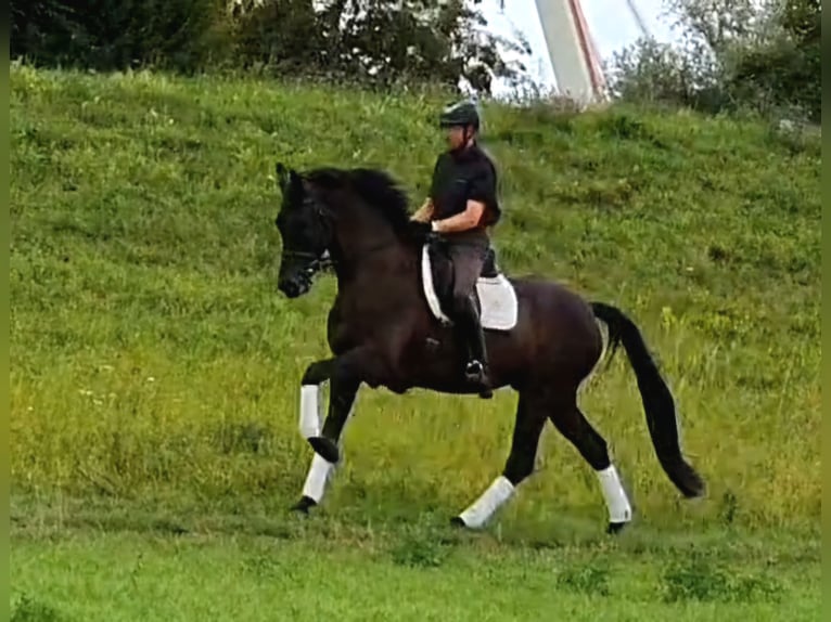 Westfale Wallach 5 Jahre 174 cm Rappe in Neuss