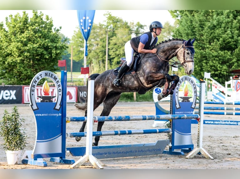 Westfale Wallach 5 Jahre 174 cm Rappschimmel in Isterberg