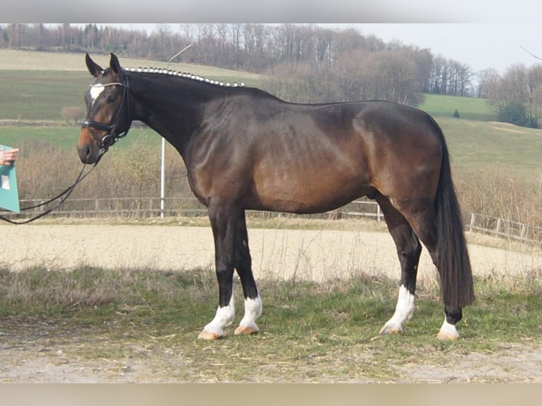 Westfale Wallach 5 Jahre 174 cm Schwarzbrauner in Iserlohn