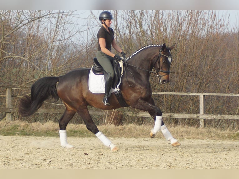Westfale Wallach 5 Jahre 174 cm Schwarzbrauner in Iserlohn