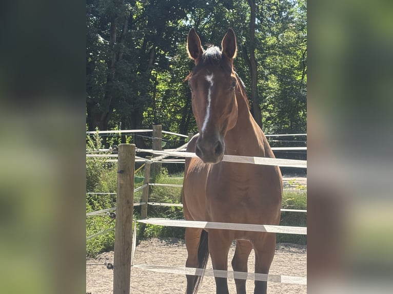 Westfale Wallach 5 Jahre 175 cm Brauner in Berlin