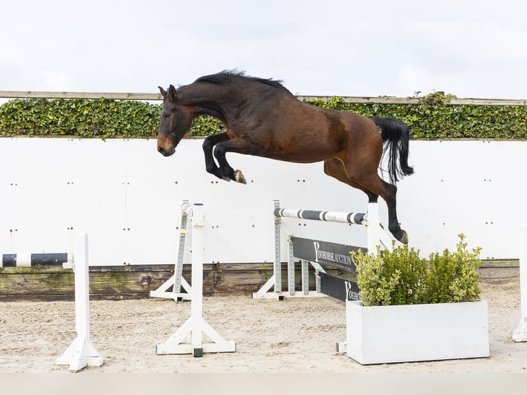 Westfale Wallach 5 Jahre 175 cm Brauner in Waddinxveen