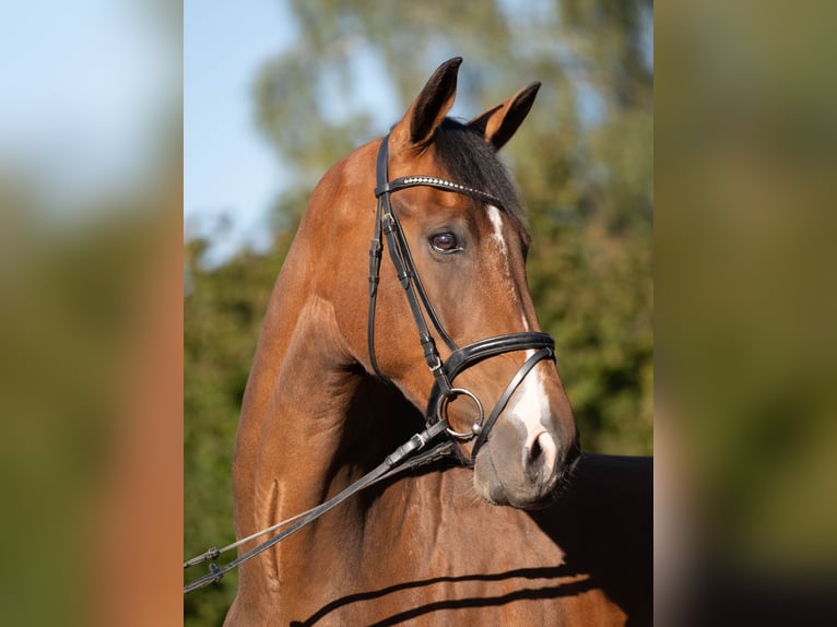 Westfale Wallach 5 Jahre 175 cm  in Zwickau