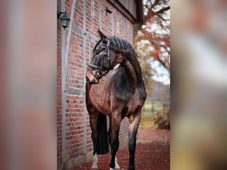 Westfale Wallach 5 Jahre 175 cm Dunkelbrauner in Rosendahl