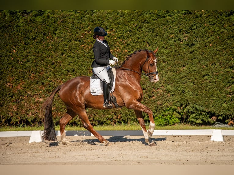 Westfale Wallach 5 Jahre 175 cm Dunkelfuchs in Schlalach