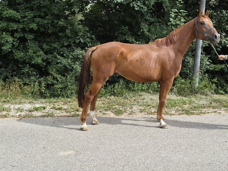 Westfale Wallach 5 Jahre 175 cm Fuchs in Auhausen
