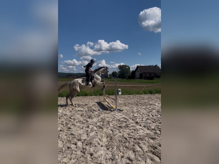 Westfale Wallach 5 Jahre 176 cm Apfelschimmel in Berkatal