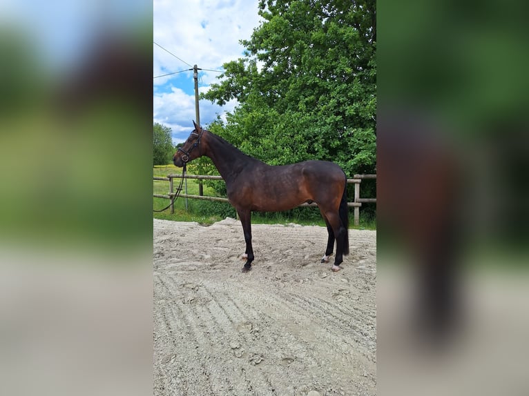 Westfale Wallach 5 Jahre 176 cm Brauner in Rietberg