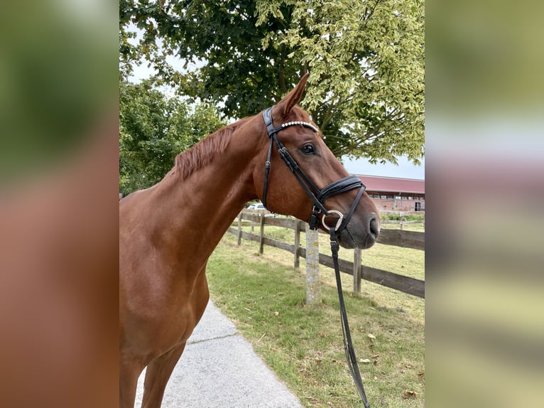 Westfale Wallach 5 Jahre 176 cm Fuchs in Greven