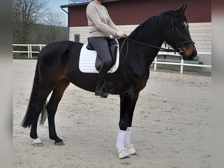 Westfale Wallach 5 Jahre 178 cm in Paderborn