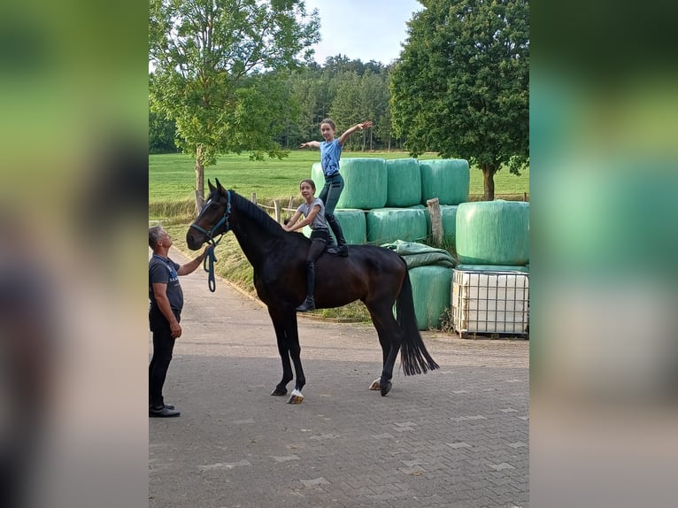 Westfale Wallach 5 Jahre 178 cm in Paderborn