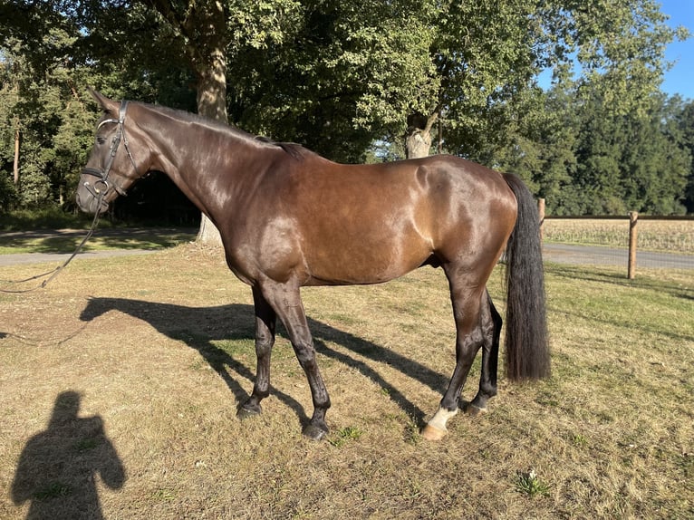 Westfale Wallach 5 Jahre 178 cm Dunkelbrauner in Versmold