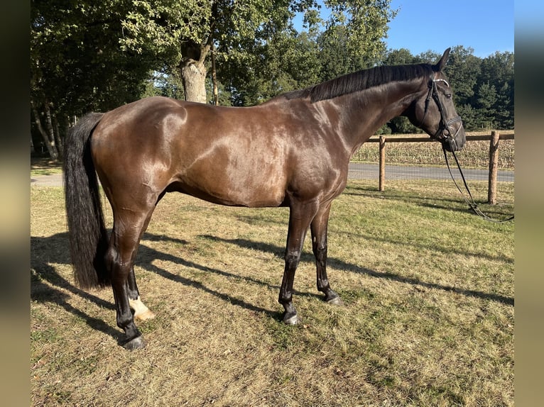 Westfale Wallach 5 Jahre 178 cm Dunkelbrauner in Versmold